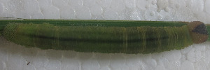 Hesperilla donnysa donnysa - Final Larvae